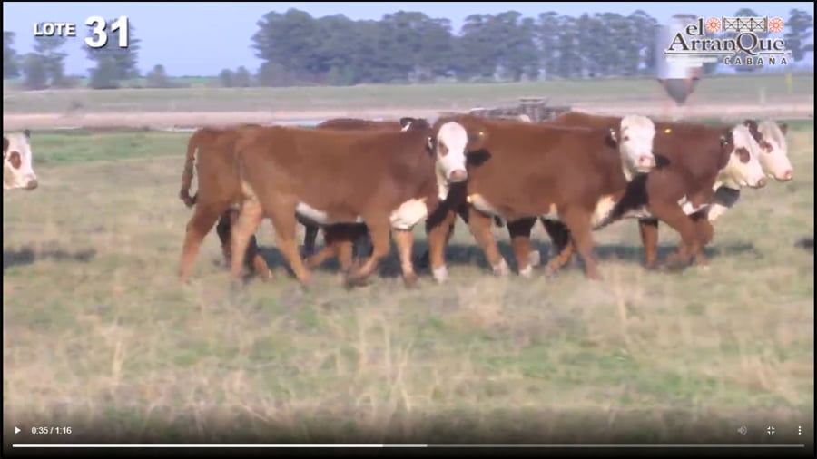 Lote 10 Vaquillonas Para Madre - Santa Anita, Entre Rios