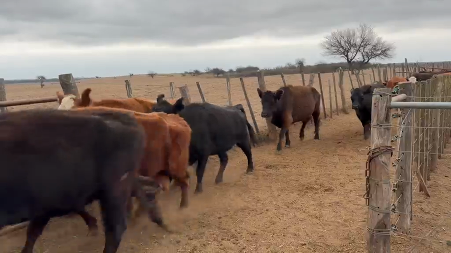 Lote 106 Vientres preñados y con cría en Fortuna, San Luis