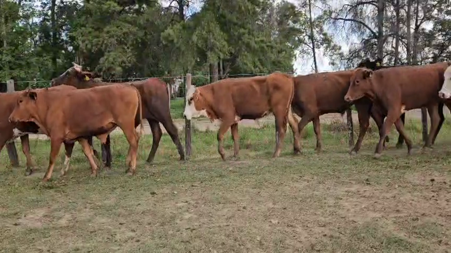 Lote 40 Novillos