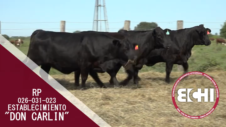 Lote VAQUILLAS PREÑADAS BRANGUS CABAÑA DON CARLIN