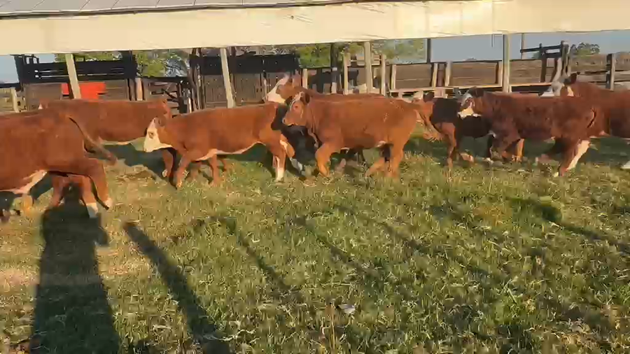Lote 61 Terneros/as en Corrientes, Lavalle