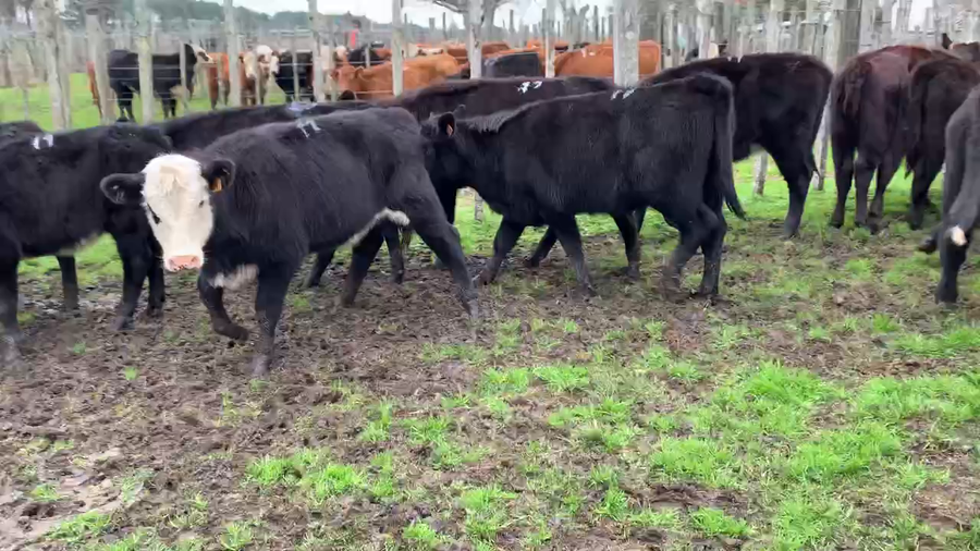 Lote 17 Terneras en Melo, Cerro Largo