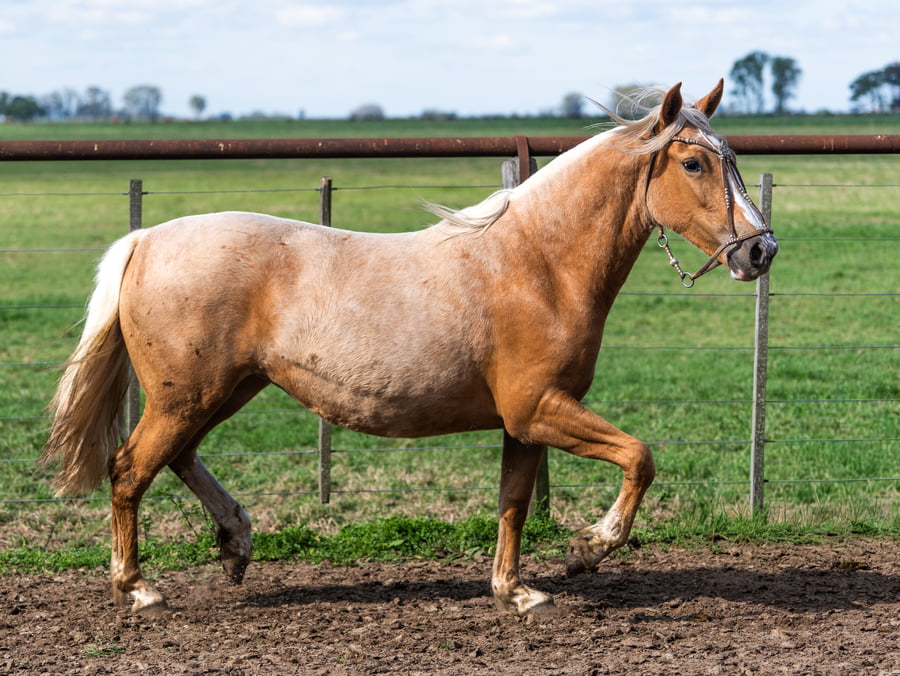 Lote Yanca Ambiciosa