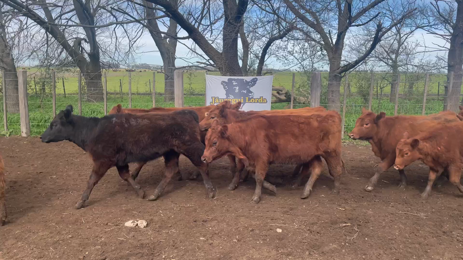 Lote 29 Terneros/as en Gral. Paz, Buenos Aires