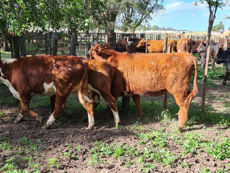 Lote 3 Vaquillonas en Gral. Lamadrid, Buenos Aires