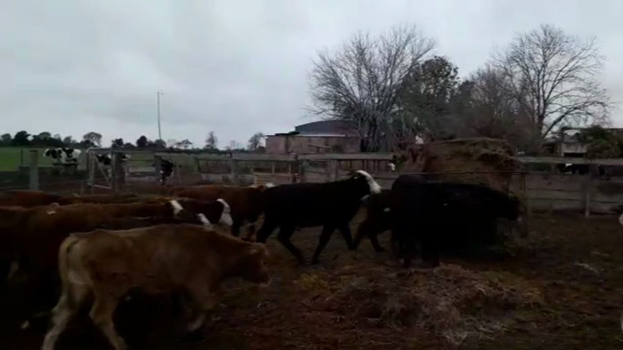 Lote 80 Terneros Braford y sus cruzas en Nelson, Santa Fe