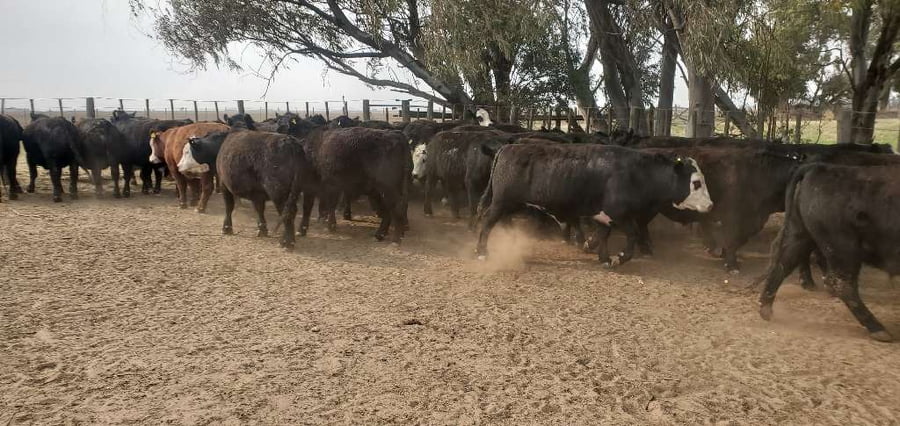 Lote 37 Novillos exportación en Realicó, La Pampa
