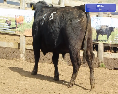 Lote 1 Toro en Coyhaique, XI Región Aysén