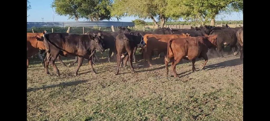 Lote 50 Novillitos y vaquillonas en Entre Ríos, Villaguay