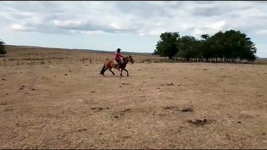 Lote Averias Disparada