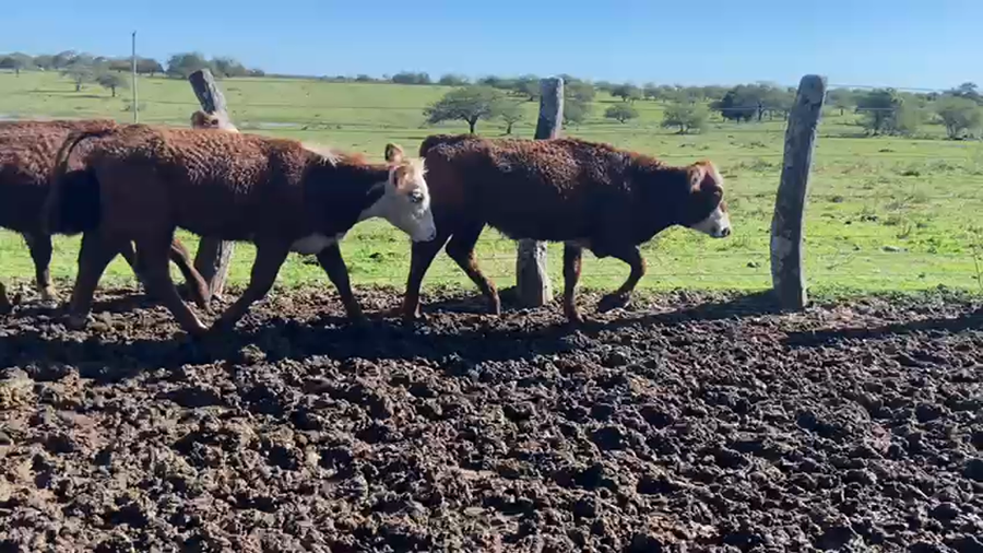Lote 140 Terneros/as