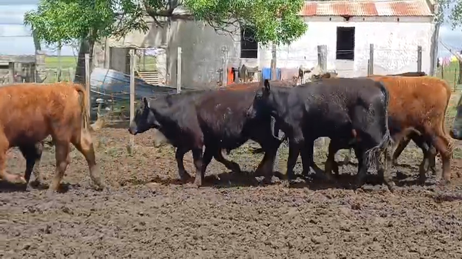 Lote (Vendido)42 Novillos HEREFORD/ ANGUS a remate en #50 Pantalla Carmelo 335kg -  en FLORES