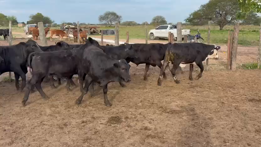 Lote 90 Novillitos en Chaco, Gral. San Martín