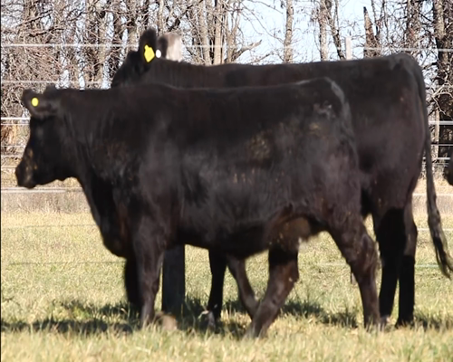 Lote Corral 7 - Vaquillonas