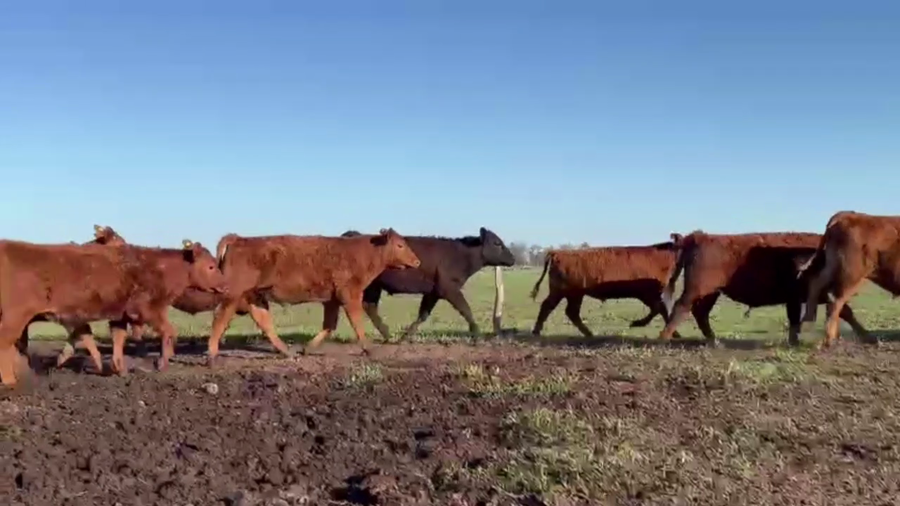 Lote 72 TERNS MACHOS, PEHUAJO, PCIA. DE BS. AS.