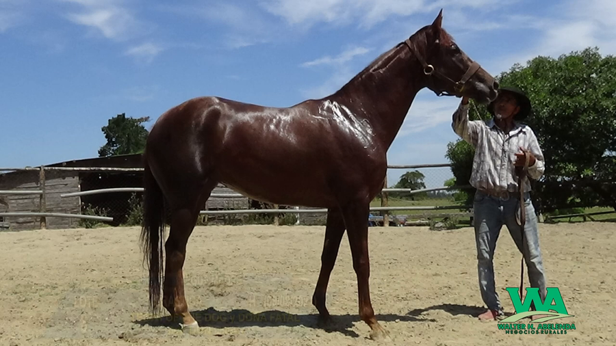 Lote DRASTICA