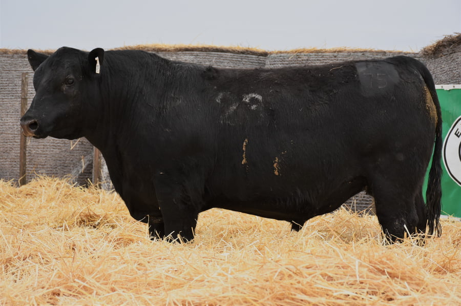 Lote TOROS PC