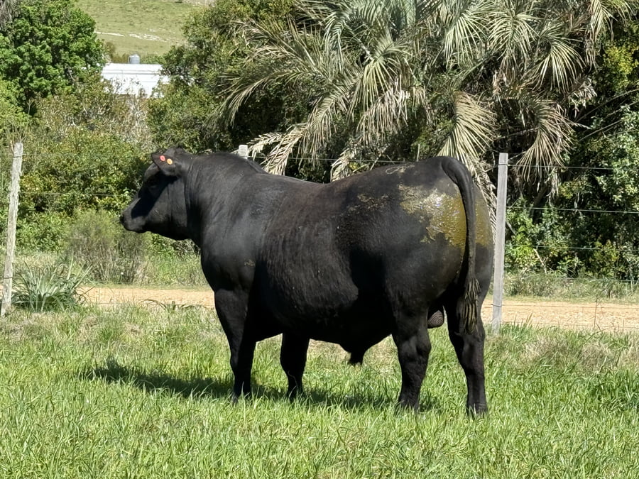 Lote Toros a remate en 4º Remate Don Nestor, Rocha