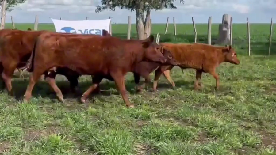 Lote 20 Vacas con 20 crías al pie