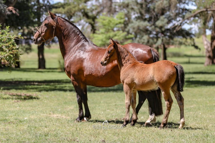 Lote Golilla Cebollita