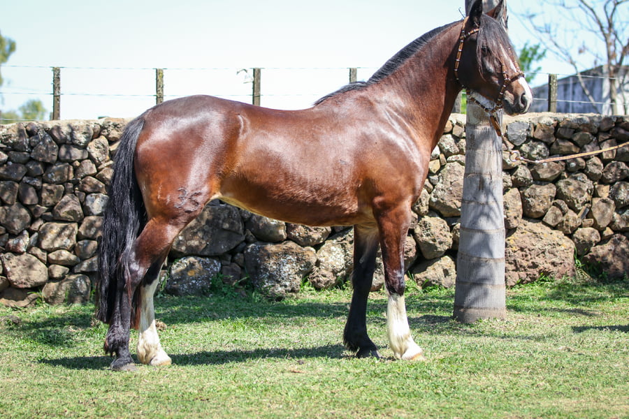 Lote Santa Ines Chalita