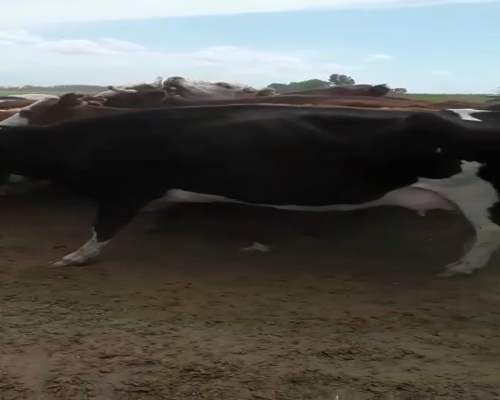 Lote 21 Vacas nuevas C/ cria en Mayor Buratovich, Buenos Aires