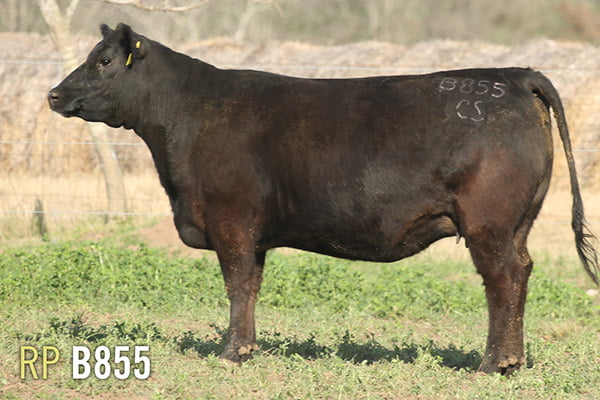 Lote 4 VAQUILLONAS PREÑADAS PURAS DE PEDIGREE