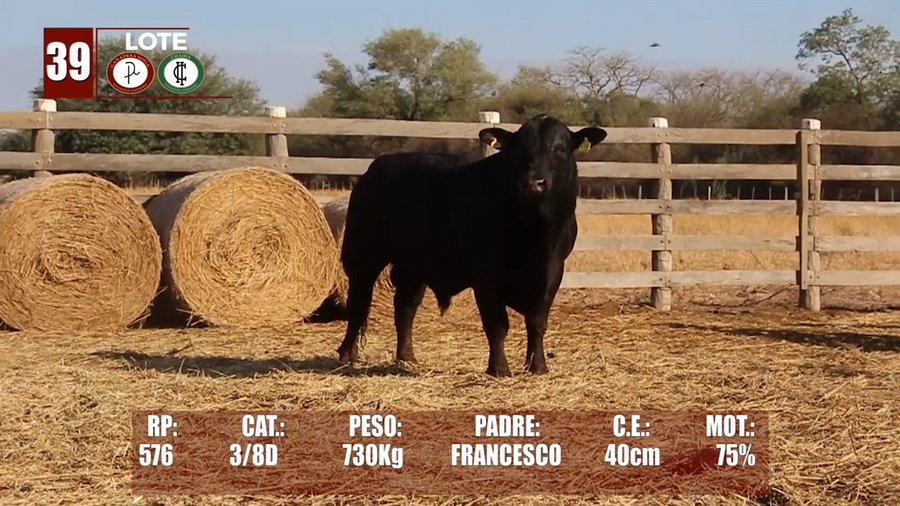 Lote Lote 39