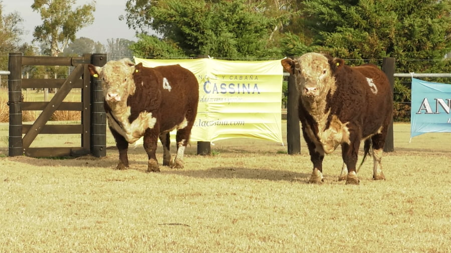 Lote TOROS P. HEREFORD PURO REGISTADRO