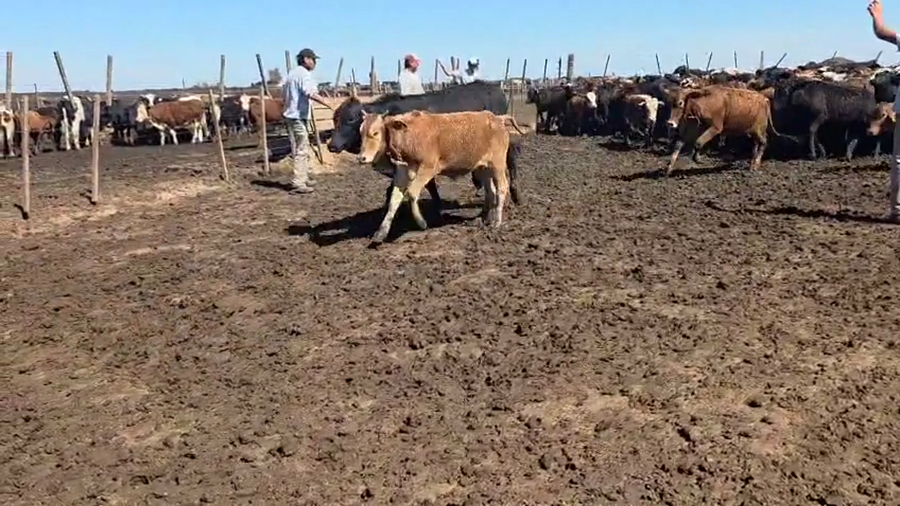 Lote 570 Terneros en Santa Fe, Carcarañá