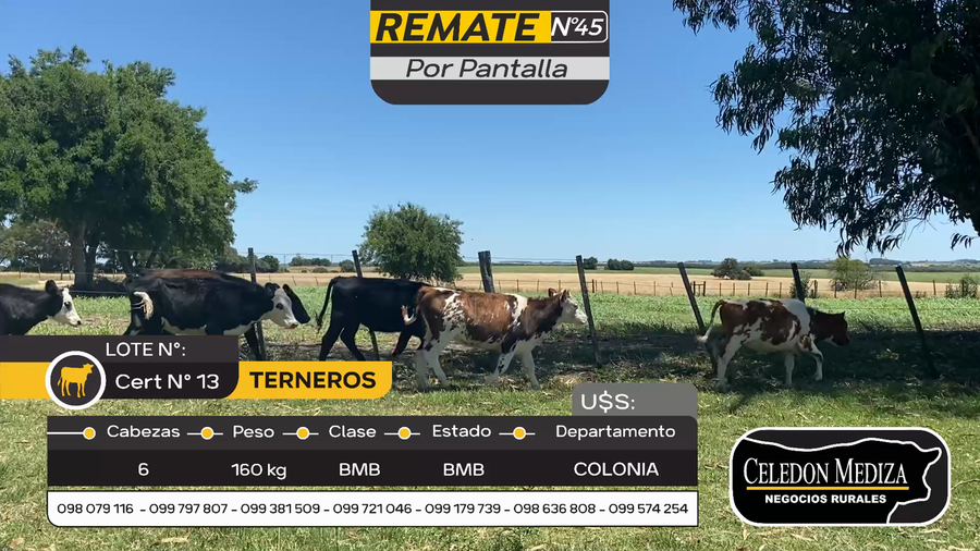 Lote 6 Terneros y Terneras en Otra Localidad, Colonia