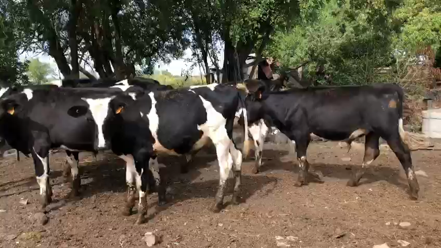 Lote 7 Terneros Holando