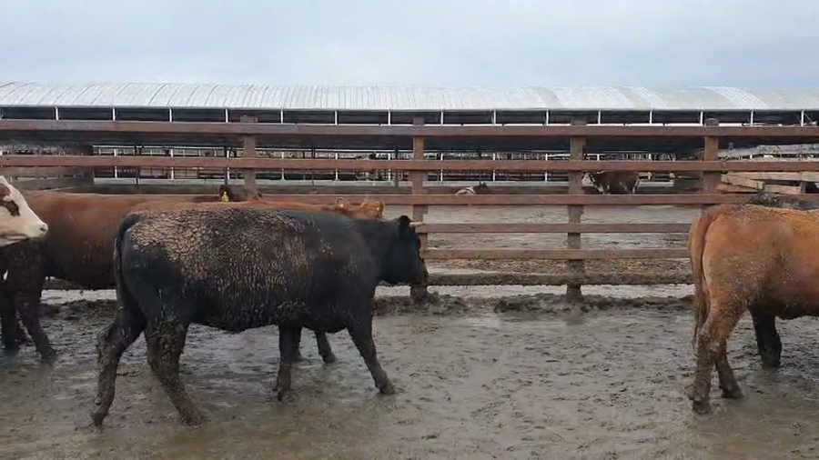 Lote 20 Vaquilla Gorda en Los Ángeles, VIII Región Biobío