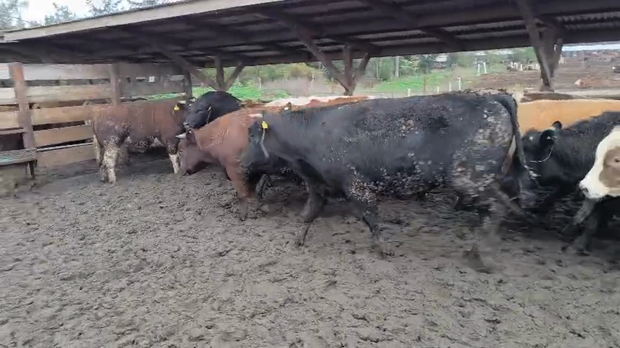 Lote 20 Novillo Gordo en Los Ángeles, VIII Región Biobío