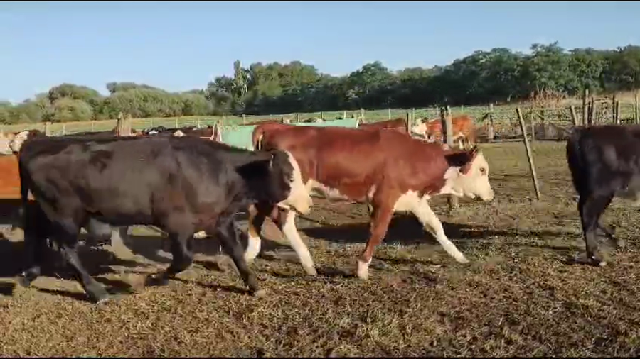 Lote 63 Terneros en Coronel Suarez