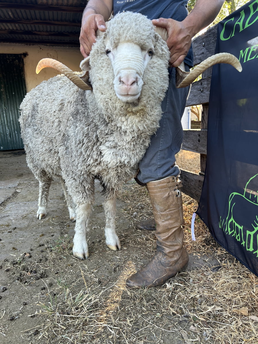 Lote Borrego 4/6D (MO: Si)