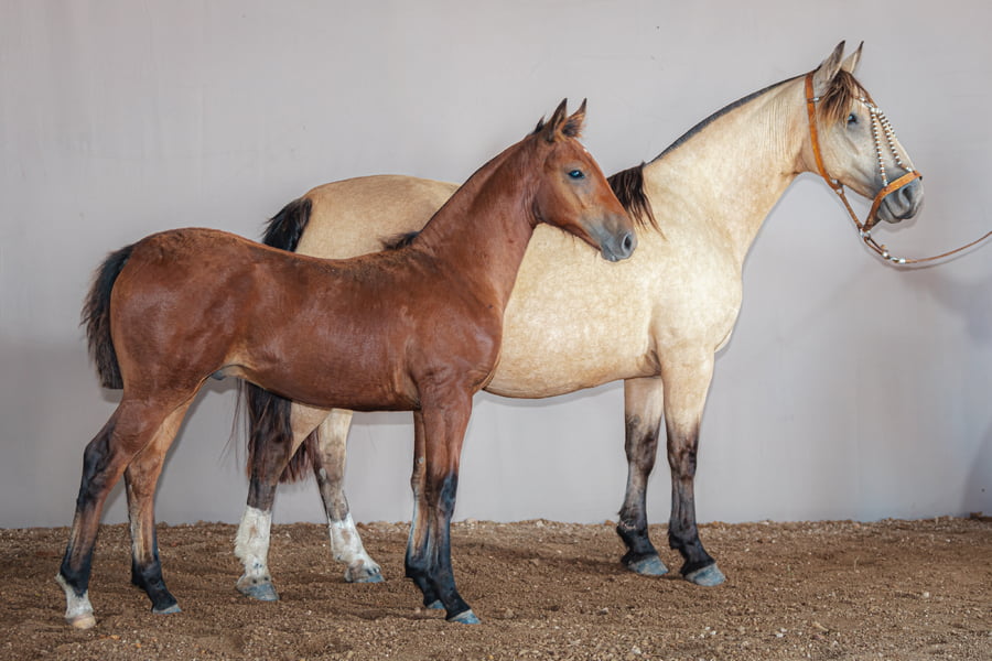 Lote Hagata La Higuera - Cabaña La Higuera