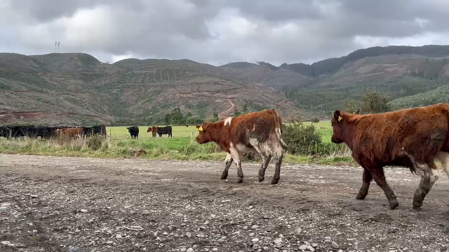 Lote 72 Ternero en Toltén, IX Región Araucanía