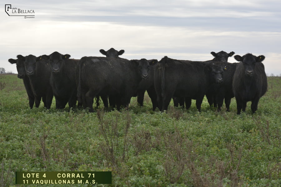 Lote VAQUILLONA M.A.S.