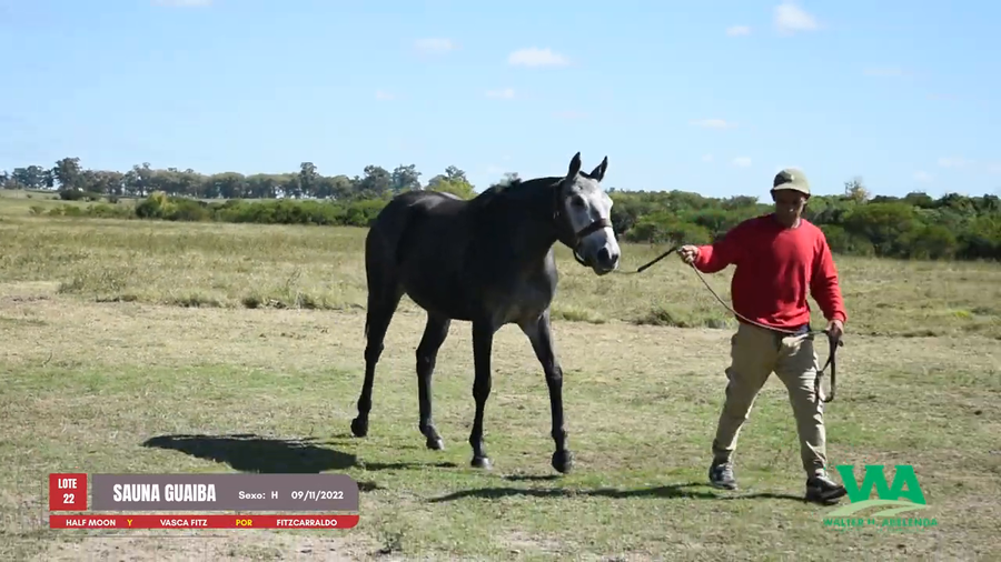Lote SAUNA GUAIBA