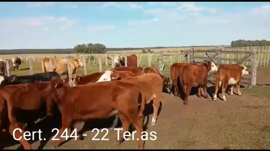Lote TERNERAS