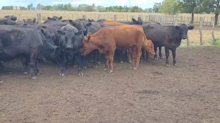 Lote 59 Novillitos en Villaguay, Entre Ríos