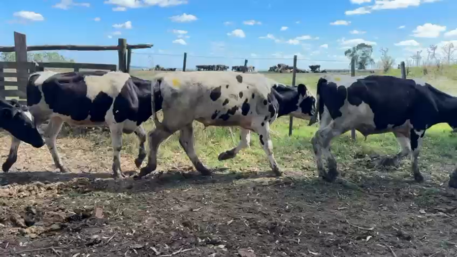 Lote NOVILLOS 1 a 2 AÑOS