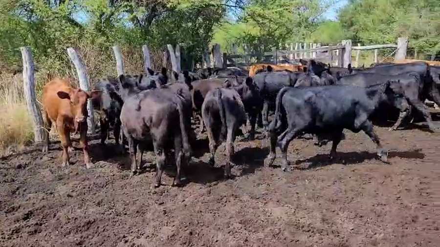 Lote 60 Terneros/as en Villaguay, Entre Ríos