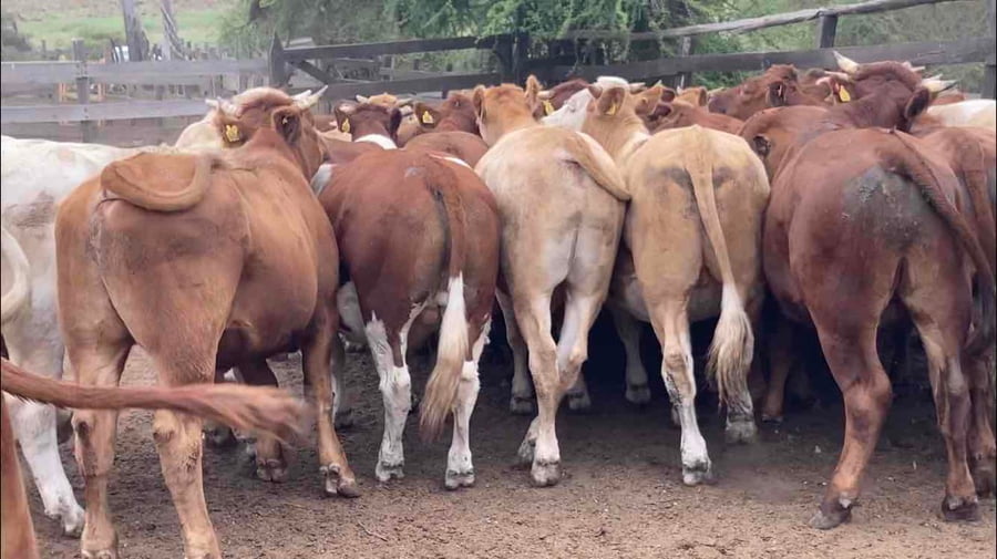 Lote 55 Novillo Engorda en Litueche, VI Región O'Higgins