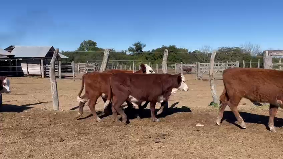 Lote 120 Terneros