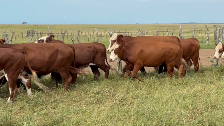 Lote 55 Novillos en Corrientes, Mercedes