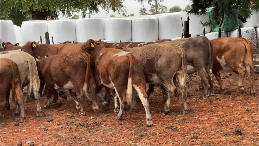 Lote 25 Novillo Engorda en X Región Los Lagos, Frutillar