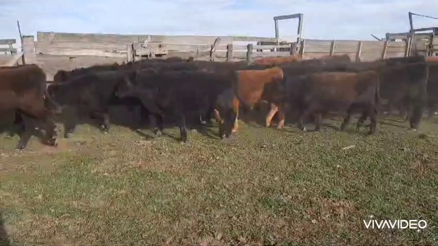 Lote 75 Terneros en Coronel Pringles, Buenos Aires