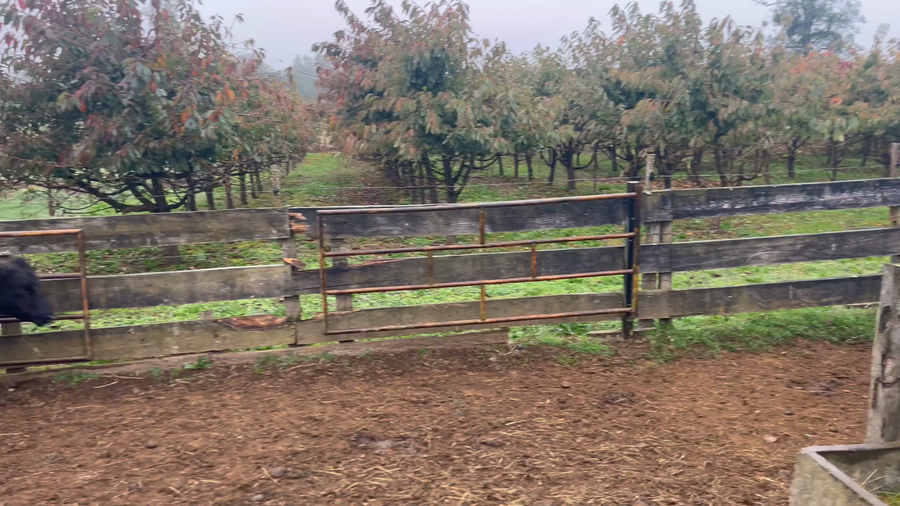 Lote 25 Novillo Engorda en Río Bueno, XIV Región Los Ríos